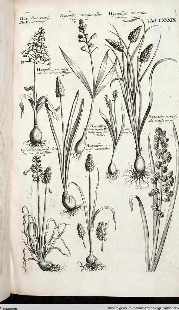 An illustration from Viridarium Reformatum, Seu Regnum Vegetabile, Das ist: Neu-eingerichtetes und Vollständiges Kräuter-Buch: Worinnen auff noch nicht geschehene Weise Derer Vegetabilien, als Kräutern, Sträuchen, Bäumen, Bluhmen und anderer Erd-Gewachsen Art, Krafft und Würckung dergestalt beschrieben werden, daß man dieses Werck statt einer Botanischen Bibliothec haben ... kan, 1719, leaf 775