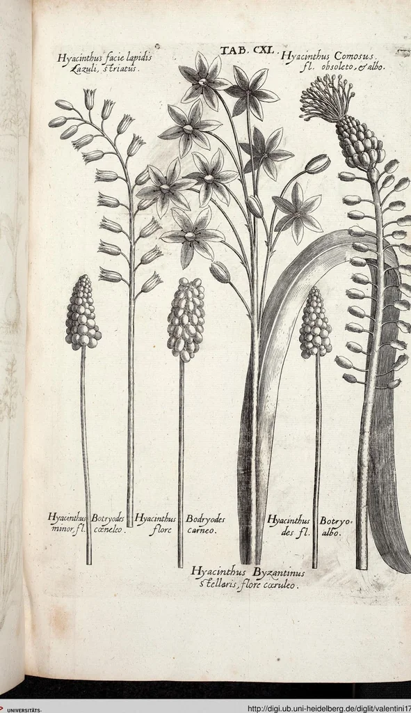 An illustration from Viridarium Reformatum, Seu Regnum Vegetabile, Das ist: Neu-eingerichtetes und Vollständiges Kräuter-Buch: Worinnen auff noch nicht geschehene Weise Derer Vegetabilien, als Kräutern, Sträuchen, Bäumen, Bluhmen und anderer Erd-Gewachsen Art, Krafft und Würckung dergestalt beschrieben werden, daß man dieses Werck statt einer Botanischen Bibliothec haben ... kan, 1719, leaf 776