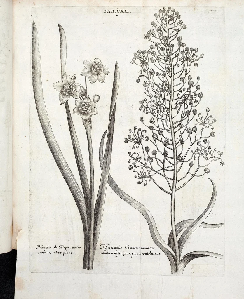 An illustration from Viridarium Reformatum, Seu Regnum Vegetabile, Das ist: Neu-eingerichtetes und Vollständiges Kräuter-Buch: Worinnen auff noch nicht geschehene Weise Derer Vegetabilien, als Kräutern, Sträuchen, Bäumen, Bluhmen und anderer Erd-Gewachsen Art, Krafft und Würckung dergestalt beschrieben werden, daß man dieses Werck statt einer Botanischen Bibliothec haben ... kan, 1719, leaf 777