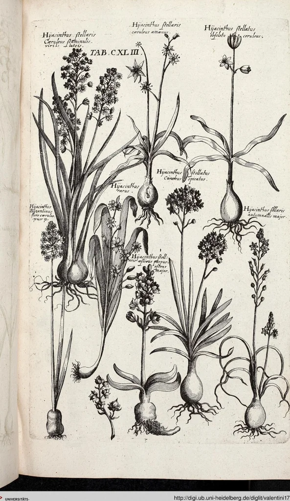 An illustration from Viridarium Reformatum, Seu Regnum Vegetabile, Das ist: Neu-eingerichtetes und Vollständiges Kräuter-Buch: Worinnen auff noch nicht geschehene Weise Derer Vegetabilien, als Kräutern, Sträuchen, Bäumen, Bluhmen und anderer Erd-Gewachsen Art, Krafft und Würckung dergestalt beschrieben werden, daß man dieses Werck statt einer Botanischen Bibliothec haben ... kan, 1719, leaf 779