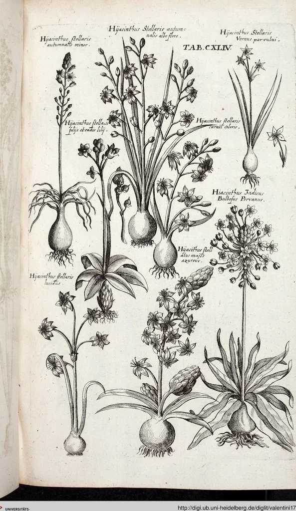 An illustration from Viridarium Reformatum, Seu Regnum Vegetabile, Das ist: Neu-eingerichtetes und Vollständiges Kräuter-Buch: Worinnen auff noch nicht geschehene Weise Derer Vegetabilien, als Kräutern, Sträuchen, Bäumen, Bluhmen und anderer Erd-Gewachsen Art, Krafft und Würckung dergestalt beschrieben werden, daß man dieses Werck statt einer Botanischen Bibliothec haben ... kan, 1719, leaf 780
