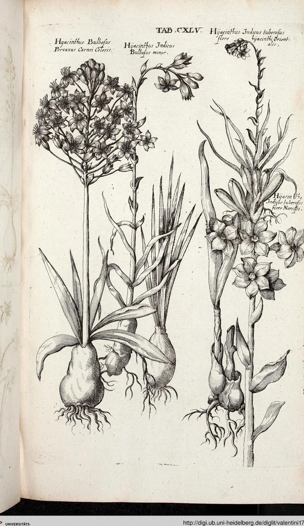 An illustration from Viridarium Reformatum, Seu Regnum Vegetabile, Das ist: Neu-eingerichtetes und Vollständiges Kräuter-Buch: Worinnen auff noch nicht geschehene Weise Derer Vegetabilien, als Kräutern, Sträuchen, Bäumen, Bluhmen und anderer Erd-Gewachsen Art, Krafft und Würckung dergestalt beschrieben werden, daß man dieses Werck statt einer Botanischen Bibliothec haben ... kan, 1719, leaf 781