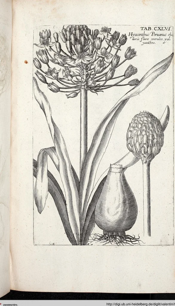 An illustration from Viridarium Reformatum, Seu Regnum Vegetabile, Das ist: Neu-eingerichtetes und Vollständiges Kräuter-Buch: Worinnen auff noch nicht geschehene Weise Derer Vegetabilien, als Kräutern, Sträuchen, Bäumen, Bluhmen und anderer Erd-Gewachsen Art, Krafft und Würckung dergestalt beschrieben werden, daß man dieses Werck statt einer Botanischen Bibliothec haben ... kan, 1719, leaf 782