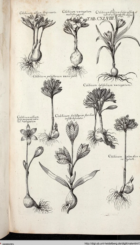 An illustration from Viridarium Reformatum, Seu Regnum Vegetabile, Das ist: Neu-eingerichtetes und Vollständiges Kräuter-Buch: Worinnen auff noch nicht geschehene Weise Derer Vegetabilien, als Kräutern, Sträuchen, Bäumen, Bluhmen und anderer Erd-Gewachsen Art, Krafft und Würckung dergestalt beschrieben werden, daß man dieses Werck statt einer Botanischen Bibliothec haben ... kan, 1719, leaf 784