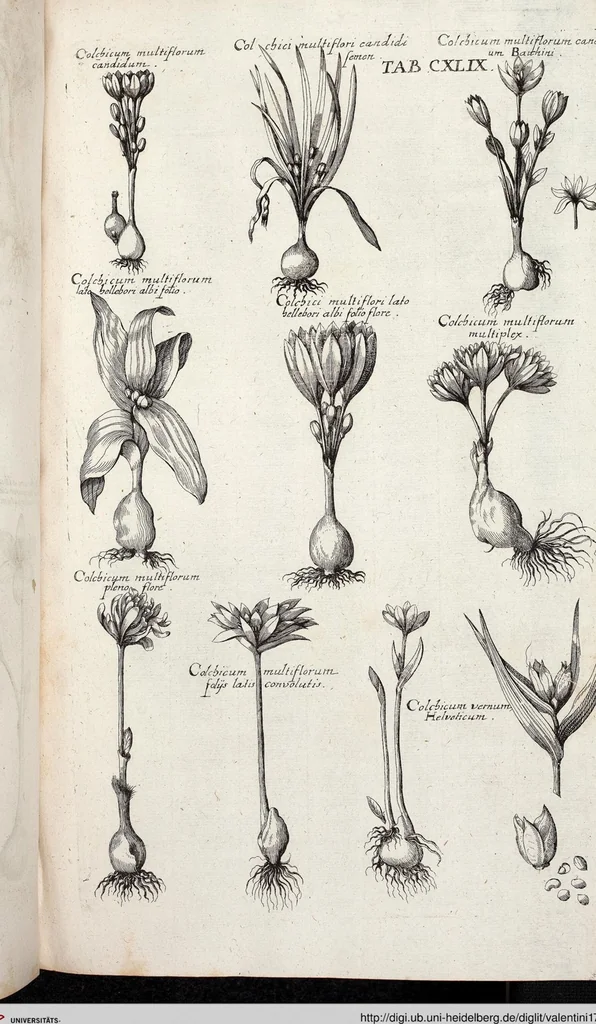 An illustration from Viridarium Reformatum, Seu Regnum Vegetabile, Das ist: Neu-eingerichtetes und Vollständiges Kräuter-Buch: Worinnen auff noch nicht geschehene Weise Derer Vegetabilien, als Kräutern, Sträuchen, Bäumen, Bluhmen und anderer Erd-Gewachsen Art, Krafft und Würckung dergestalt beschrieben werden, daß man dieses Werck statt einer Botanischen Bibliothec haben ... kan, 1719, leaf 785