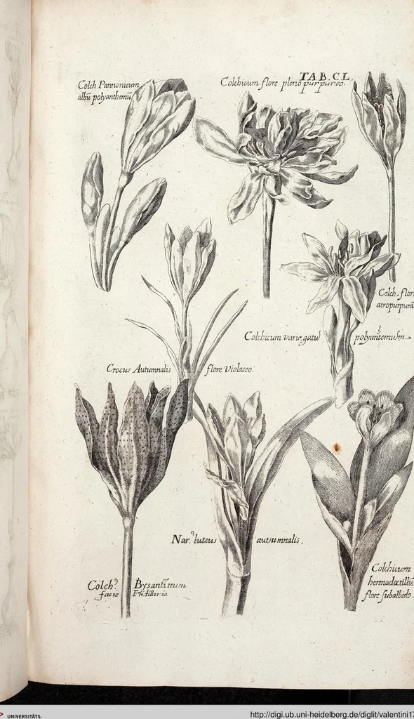 An illustration from Viridarium Reformatum, Seu Regnum Vegetabile, Das ist: Neu-eingerichtetes und Vollständiges Kräuter-Buch: Worinnen auff noch nicht geschehene Weise Derer Vegetabilien, als Kräutern, Sträuchen, Bäumen, Bluhmen und anderer Erd-Gewachsen Art, Krafft und Würckung dergestalt beschrieben werden, daß man dieses Werck statt einer Botanischen Bibliothec haben ... kan, 1719, leaf 786