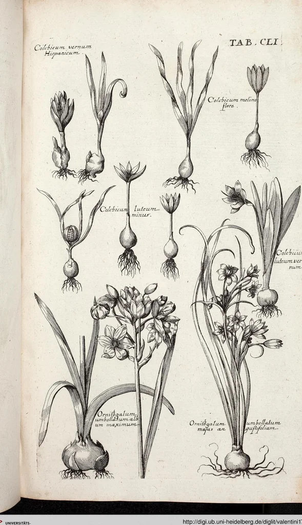 An illustration from Viridarium Reformatum, Seu Regnum Vegetabile, Das ist: Neu-eingerichtetes und Vollständiges Kräuter-Buch: Worinnen auff noch nicht geschehene Weise Derer Vegetabilien, als Kräutern, Sträuchen, Bäumen, Bluhmen und anderer Erd-Gewachsen Art, Krafft und Würckung dergestalt beschrieben werden, daß man dieses Werck statt einer Botanischen Bibliothec haben ... kan, 1719, leaf 787