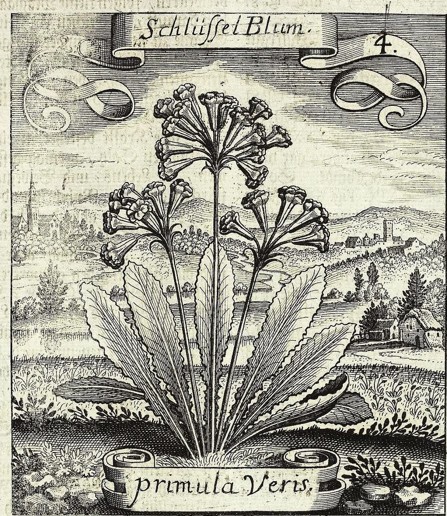 An illustration from Viridarium Reformatum, Seu Regnum Vegetabile, Das ist: Neu-eingerichtetes und Vollständiges Kräuter-Buch: Worinnen auff noch nicht geschehene Weise Derer Vegetabilien, als Kräutern, Sträuchen, Bäumen, Bluhmen und anderer Erd-Gewachsen Art, Krafft und Würckung dergestalt beschrieben werden, daß man dieses Werck statt einer Botanischen Bibliothec haben ... kan, 1719, leaf 79