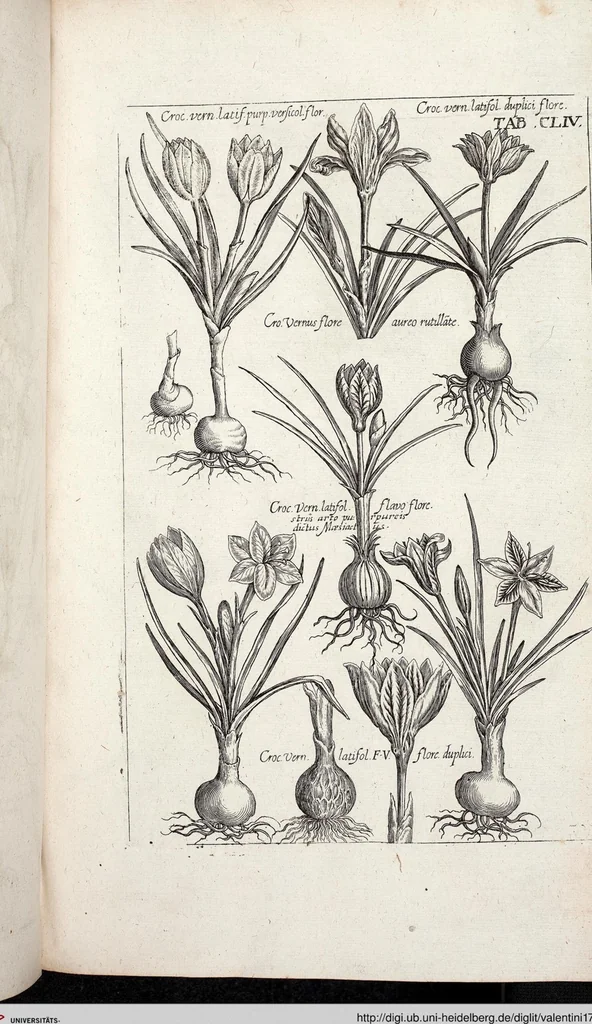 An illustration from Viridarium Reformatum, Seu Regnum Vegetabile, Das ist: Neu-eingerichtetes und Vollständiges Kräuter-Buch: Worinnen auff noch nicht geschehene Weise Derer Vegetabilien, als Kräutern, Sträuchen, Bäumen, Bluhmen und anderer Erd-Gewachsen Art, Krafft und Würckung dergestalt beschrieben werden, daß man dieses Werck statt einer Botanischen Bibliothec haben ... kan, 1719, leaf 790