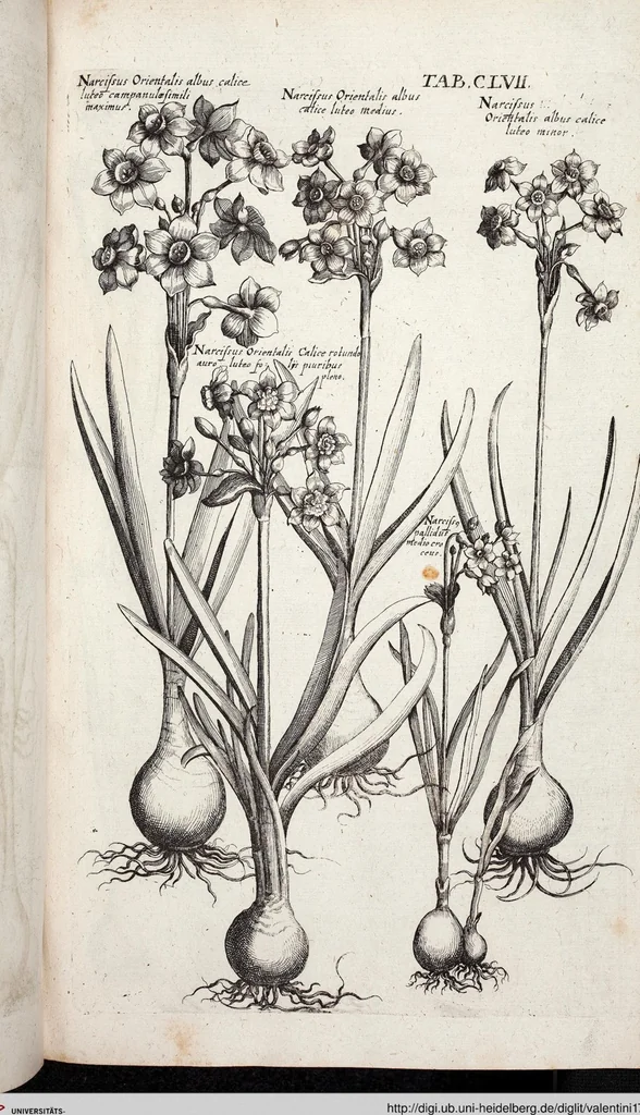 An illustration from Viridarium Reformatum, Seu Regnum Vegetabile, Das ist: Neu-eingerichtetes und Vollständiges Kräuter-Buch: Worinnen auff noch nicht geschehene Weise Derer Vegetabilien, als Kräutern, Sträuchen, Bäumen, Bluhmen und anderer Erd-Gewachsen Art, Krafft und Würckung dergestalt beschrieben werden, daß man dieses Werck statt einer Botanischen Bibliothec haben ... kan, 1719, leaf 793