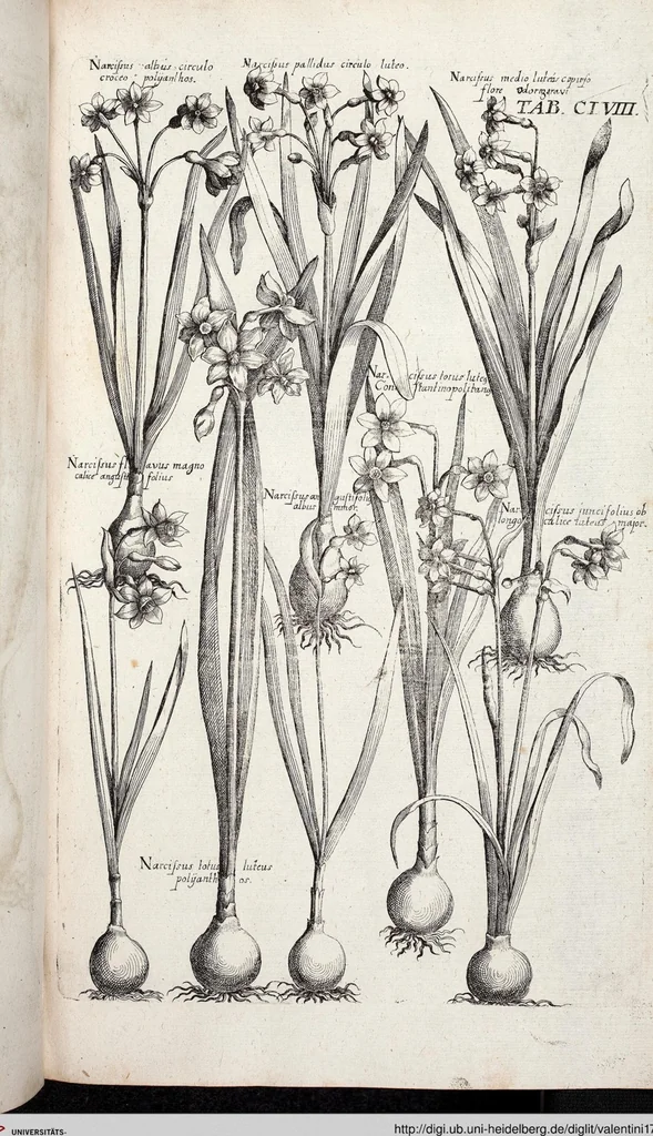 An illustration from Viridarium Reformatum, Seu Regnum Vegetabile, Das ist: Neu-eingerichtetes und Vollständiges Kräuter-Buch: Worinnen auff noch nicht geschehene Weise Derer Vegetabilien, als Kräutern, Sträuchen, Bäumen, Bluhmen und anderer Erd-Gewachsen Art, Krafft und Würckung dergestalt beschrieben werden, daß man dieses Werck statt einer Botanischen Bibliothec haben ... kan, 1719, leaf 794
