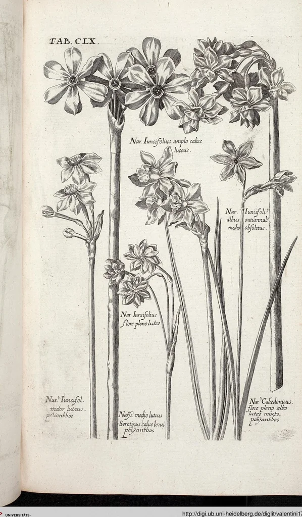 An illustration from Viridarium Reformatum, Seu Regnum Vegetabile, Das ist: Neu-eingerichtetes und Vollständiges Kräuter-Buch: Worinnen auff noch nicht geschehene Weise Derer Vegetabilien, als Kräutern, Sträuchen, Bäumen, Bluhmen und anderer Erd-Gewachsen Art, Krafft und Würckung dergestalt beschrieben werden, daß man dieses Werck statt einer Botanischen Bibliothec haben ... kan, 1719, leaf 796