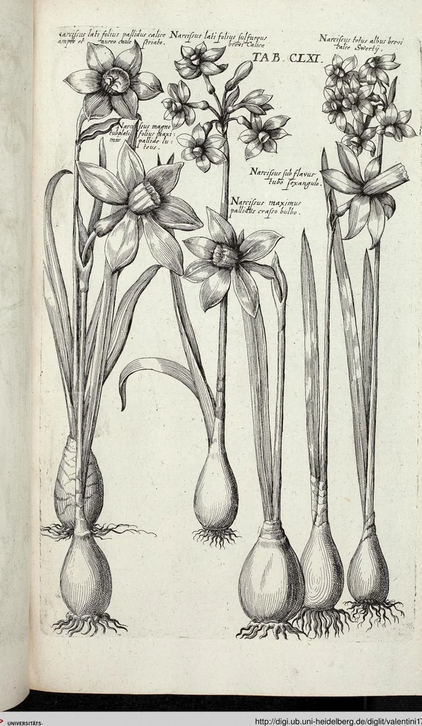 An illustration from Viridarium Reformatum, Seu Regnum Vegetabile, Das ist: Neu-eingerichtetes und Vollständiges Kräuter-Buch: Worinnen auff noch nicht geschehene Weise Derer Vegetabilien, als Kräutern, Sträuchen, Bäumen, Bluhmen und anderer Erd-Gewachsen Art, Krafft und Würckung dergestalt beschrieben werden, daß man dieses Werck statt einer Botanischen Bibliothec haben ... kan, 1719, leaf 797