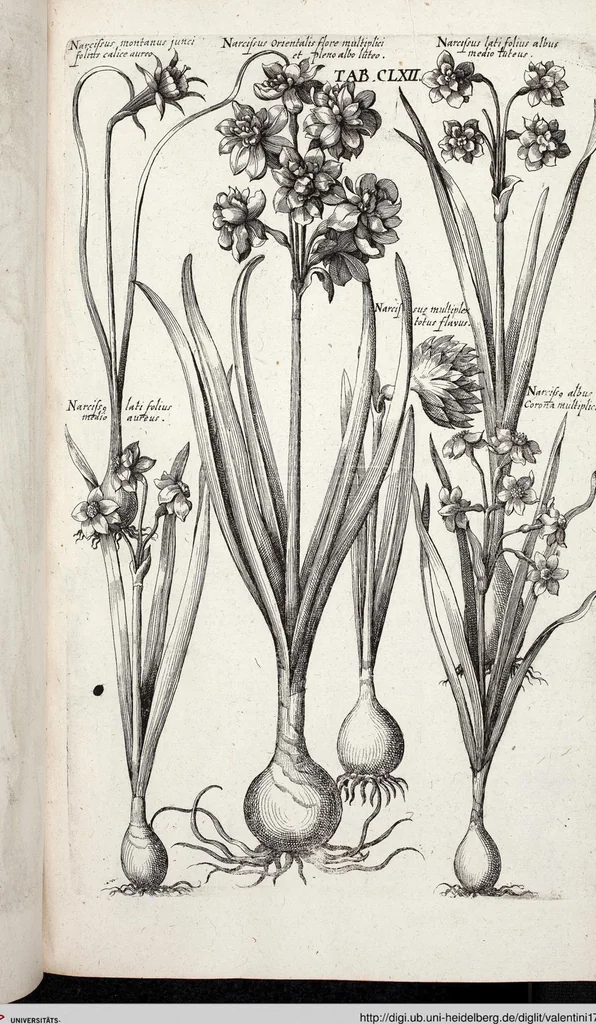 An illustration from Viridarium Reformatum, Seu Regnum Vegetabile, Das ist: Neu-eingerichtetes und Vollständiges Kräuter-Buch: Worinnen auff noch nicht geschehene Weise Derer Vegetabilien, als Kräutern, Sträuchen, Bäumen, Bluhmen und anderer Erd-Gewachsen Art, Krafft und Würckung dergestalt beschrieben werden, daß man dieses Werck statt einer Botanischen Bibliothec haben ... kan, 1719, leaf 798