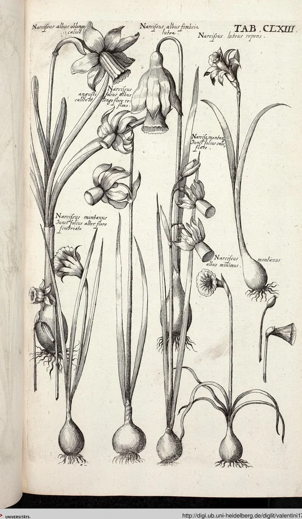 An illustration from Viridarium Reformatum, Seu Regnum Vegetabile, Das ist: Neu-eingerichtetes und Vollständiges Kräuter-Buch: Worinnen auff noch nicht geschehene Weise Derer Vegetabilien, als Kräutern, Sträuchen, Bäumen, Bluhmen und anderer Erd-Gewachsen Art, Krafft und Würckung dergestalt beschrieben werden, daß man dieses Werck statt einer Botanischen Bibliothec haben ... kan, 1719, leaf 799