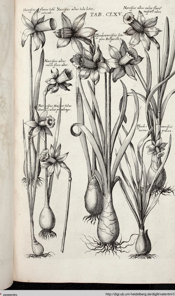 An illustration from Viridarium Reformatum, Seu Regnum Vegetabile, Das ist: Neu-eingerichtetes und Vollständiges Kräuter-Buch: Worinnen auff noch nicht geschehene Weise Derer Vegetabilien, als Kräutern, Sträuchen, Bäumen, Bluhmen und anderer Erd-Gewachsen Art, Krafft und Würckung dergestalt beschrieben werden, daß man dieses Werck statt einer Botanischen Bibliothec haben ... kan, 1719, leaf 801