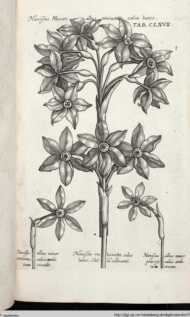 An illustration from Viridarium Reformatum, Seu Regnum Vegetabile, Das ist: Neu-eingerichtetes und Vollständiges Kräuter-Buch: Worinnen auff noch nicht geschehene Weise Derer Vegetabilien, als Kräutern, Sträuchen, Bäumen, Bluhmen und anderer Erd-Gewachsen Art, Krafft und Würckung dergestalt beschrieben werden, daß man dieses Werck statt einer Botanischen Bibliothec haben ... kan, 1719, leaf 803