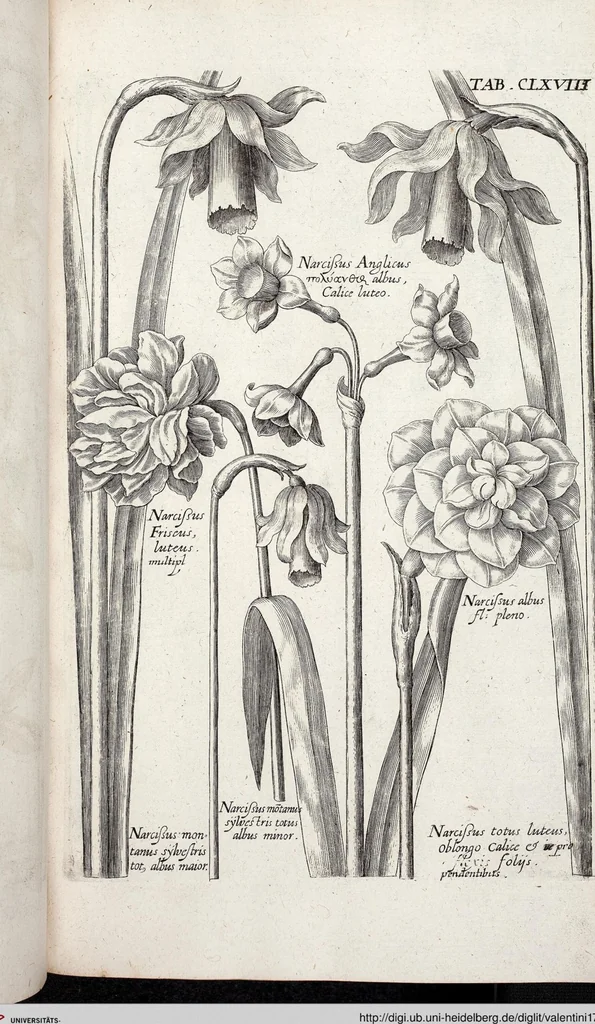 An illustration from Viridarium Reformatum, Seu Regnum Vegetabile, Das ist: Neu-eingerichtetes und Vollständiges Kräuter-Buch: Worinnen auff noch nicht geschehene Weise Derer Vegetabilien, als Kräutern, Sträuchen, Bäumen, Bluhmen und anderer Erd-Gewachsen Art, Krafft und Würckung dergestalt beschrieben werden, daß man dieses Werck statt einer Botanischen Bibliothec haben ... kan, 1719, leaf 804