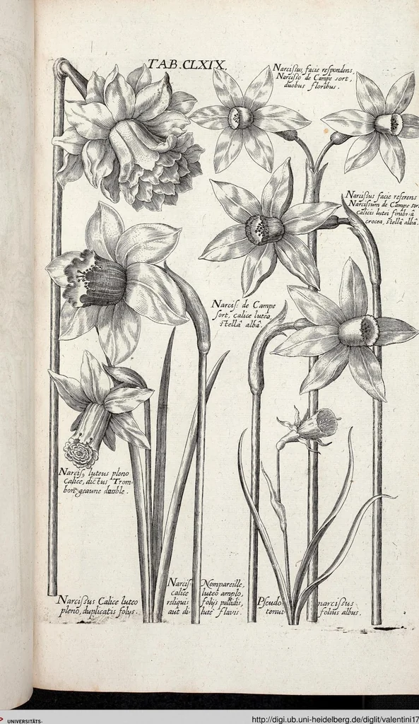 An illustration from Viridarium Reformatum, Seu Regnum Vegetabile, Das ist: Neu-eingerichtetes und Vollständiges Kräuter-Buch: Worinnen auff noch nicht geschehene Weise Derer Vegetabilien, als Kräutern, Sträuchen, Bäumen, Bluhmen und anderer Erd-Gewachsen Art, Krafft und Würckung dergestalt beschrieben werden, daß man dieses Werck statt einer Botanischen Bibliothec haben ... kan, 1719, leaf 805