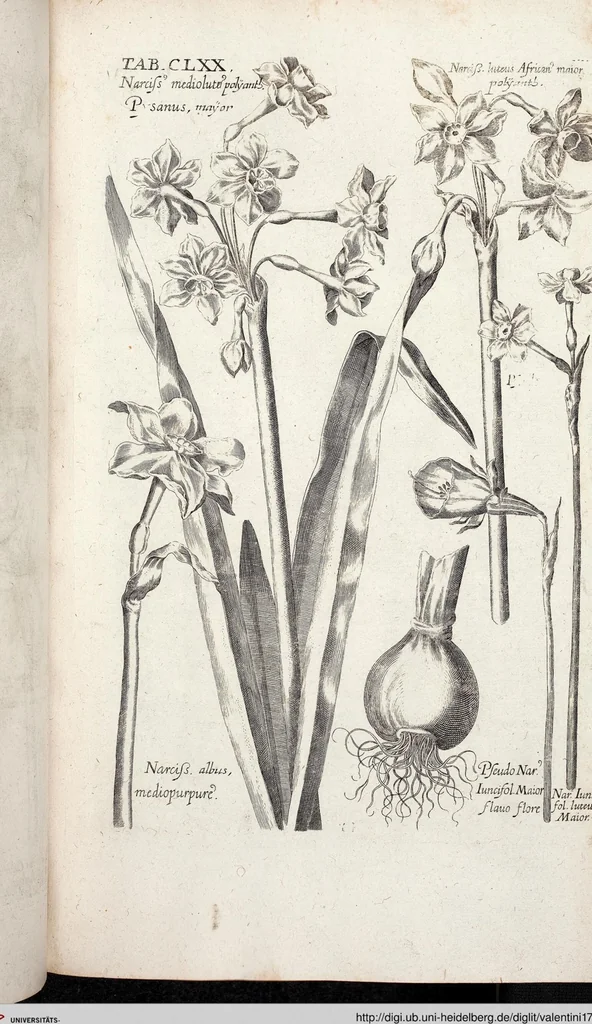 An illustration from Viridarium Reformatum, Seu Regnum Vegetabile, Das ist: Neu-eingerichtetes und Vollständiges Kräuter-Buch: Worinnen auff noch nicht geschehene Weise Derer Vegetabilien, als Kräutern, Sträuchen, Bäumen, Bluhmen und anderer Erd-Gewachsen Art, Krafft und Würckung dergestalt beschrieben werden, daß man dieses Werck statt einer Botanischen Bibliothec haben ... kan, 1719, leaf 806