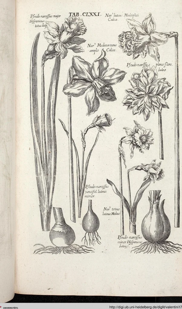 An illustration from Viridarium Reformatum, Seu Regnum Vegetabile, Das ist: Neu-eingerichtetes und Vollständiges Kräuter-Buch: Worinnen auff noch nicht geschehene Weise Derer Vegetabilien, als Kräutern, Sträuchen, Bäumen, Bluhmen und anderer Erd-Gewachsen Art, Krafft und Würckung dergestalt beschrieben werden, daß man dieses Werck statt einer Botanischen Bibliothec haben ... kan, 1719, leaf 807