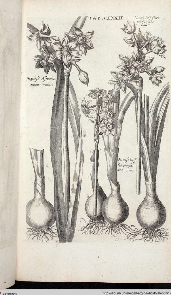 An illustration from Viridarium Reformatum, Seu Regnum Vegetabile, Das ist: Neu-eingerichtetes und Vollständiges Kräuter-Buch: Worinnen auff noch nicht geschehene Weise Derer Vegetabilien, als Kräutern, Sträuchen, Bäumen, Bluhmen und anderer Erd-Gewachsen Art, Krafft und Würckung dergestalt beschrieben werden, daß man dieses Werck statt einer Botanischen Bibliothec haben ... kan, 1719, leaf 808