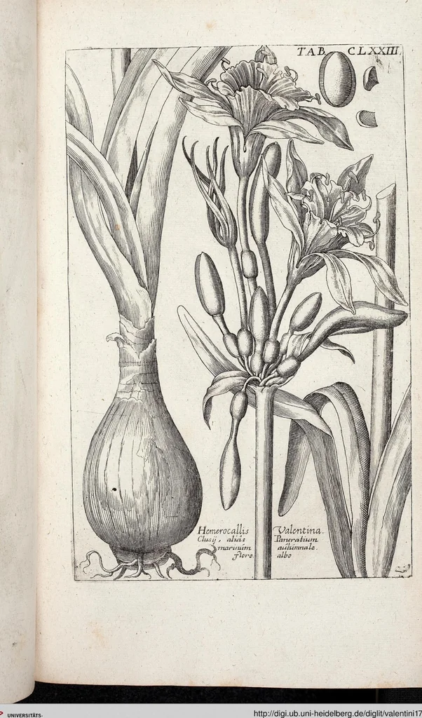 An illustration from Viridarium Reformatum, Seu Regnum Vegetabile, Das ist: Neu-eingerichtetes und Vollständiges Kräuter-Buch: Worinnen auff noch nicht geschehene Weise Derer Vegetabilien, als Kräutern, Sträuchen, Bäumen, Bluhmen und anderer Erd-Gewachsen Art, Krafft und Würckung dergestalt beschrieben werden, daß man dieses Werck statt einer Botanischen Bibliothec haben ... kan, 1719, leaf 809