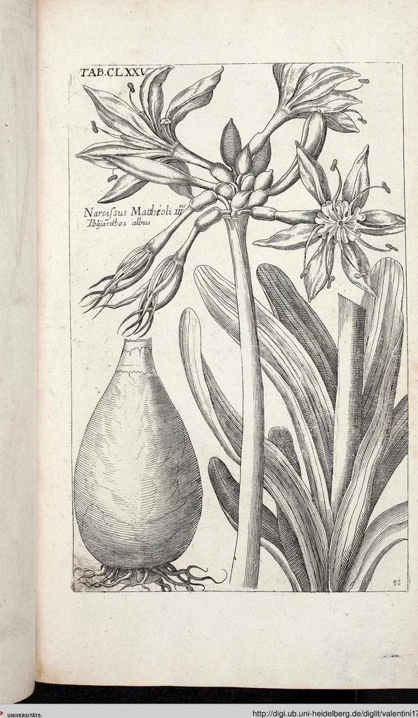An illustration from Viridarium Reformatum, Seu Regnum Vegetabile, Das ist: Neu-eingerichtetes und Vollständiges Kräuter-Buch: Worinnen auff noch nicht geschehene Weise Derer Vegetabilien, als Kräutern, Sträuchen, Bäumen, Bluhmen und anderer Erd-Gewachsen Art, Krafft und Würckung dergestalt beschrieben werden, daß man dieses Werck statt einer Botanischen Bibliothec haben ... kan, 1719, leaf 811
