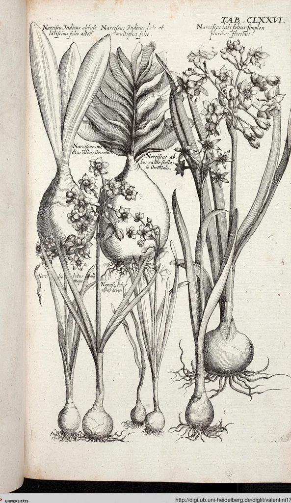 An illustration from Viridarium Reformatum, Seu Regnum Vegetabile, Das ist: Neu-eingerichtetes und Vollständiges Kräuter-Buch: Worinnen auff noch nicht geschehene Weise Derer Vegetabilien, als Kräutern, Sträuchen, Bäumen, Bluhmen und anderer Erd-Gewachsen Art, Krafft und Würckung dergestalt beschrieben werden, daß man dieses Werck statt einer Botanischen Bibliothec haben ... kan, 1719, leaf 812