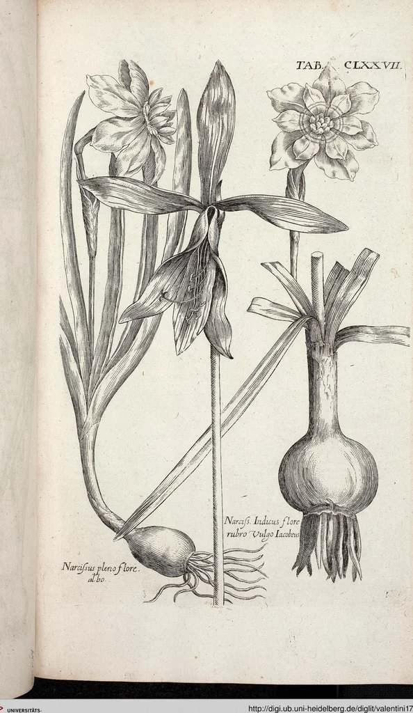 An illustration from Viridarium Reformatum, Seu Regnum Vegetabile, Das ist: Neu-eingerichtetes und Vollständiges Kräuter-Buch: Worinnen auff noch nicht geschehene Weise Derer Vegetabilien, als Kräutern, Sträuchen, Bäumen, Bluhmen und anderer Erd-Gewachsen Art, Krafft und Würckung dergestalt beschrieben werden, daß man dieses Werck statt einer Botanischen Bibliothec haben ... kan, 1719, leaf 813