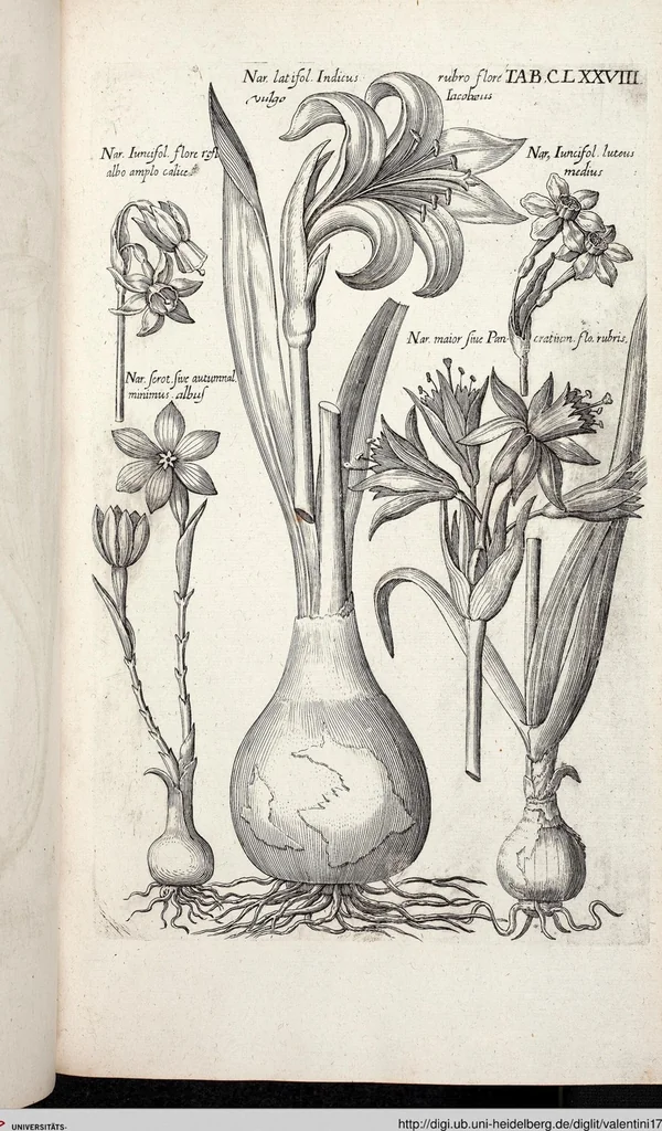 An illustration from Viridarium Reformatum, Seu Regnum Vegetabile, Das ist: Neu-eingerichtetes und Vollständiges Kräuter-Buch: Worinnen auff noch nicht geschehene Weise Derer Vegetabilien, als Kräutern, Sträuchen, Bäumen, Bluhmen und anderer Erd-Gewachsen Art, Krafft und Würckung dergestalt beschrieben werden, daß man dieses Werck statt einer Botanischen Bibliothec haben ... kan, 1719, leaf 814