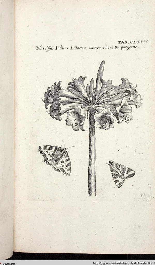 An illustration from Viridarium Reformatum, Seu Regnum Vegetabile, Das ist: Neu-eingerichtetes und Vollständiges Kräuter-Buch: Worinnen auff noch nicht geschehene Weise Derer Vegetabilien, als Kräutern, Sträuchen, Bäumen, Bluhmen und anderer Erd-Gewachsen Art, Krafft und Würckung dergestalt beschrieben werden, daß man dieses Werck statt einer Botanischen Bibliothec haben ... kan, 1719, leaf 815