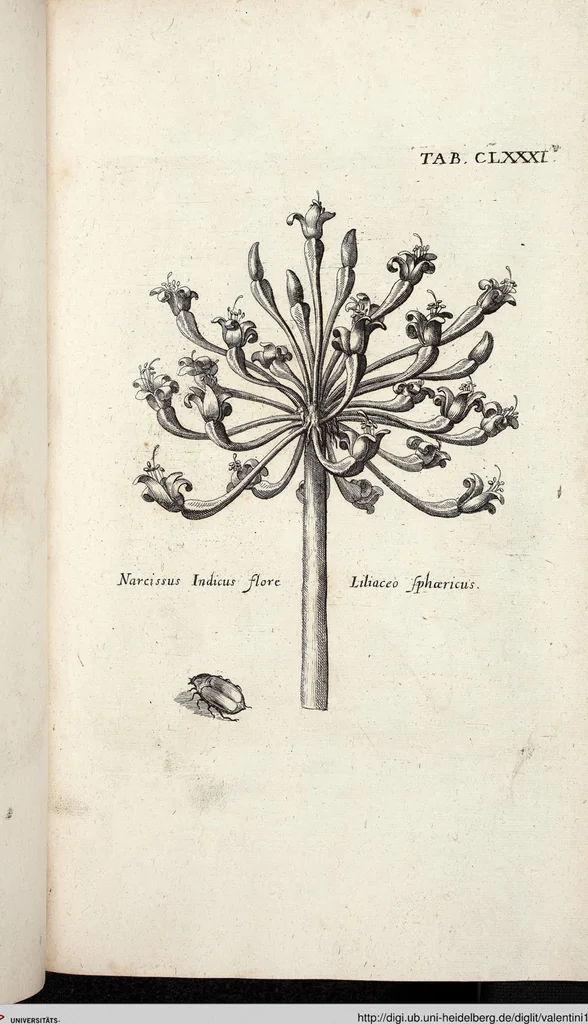 An illustration from Viridarium Reformatum, Seu Regnum Vegetabile, Das ist: Neu-eingerichtetes und Vollständiges Kräuter-Buch: Worinnen auff noch nicht geschehene Weise Derer Vegetabilien, als Kräutern, Sträuchen, Bäumen, Bluhmen und anderer Erd-Gewachsen Art, Krafft und Würckung dergestalt beschrieben werden, daß man dieses Werck statt einer Botanischen Bibliothec haben ... kan, 1719, leaf 817