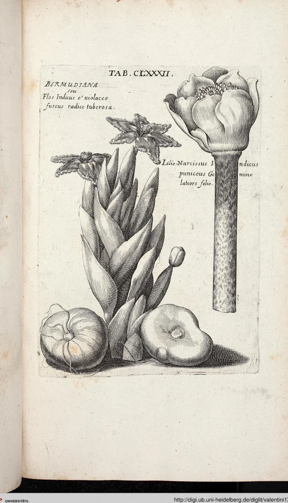 An illustration from Viridarium Reformatum, Seu Regnum Vegetabile, Das ist: Neu-eingerichtetes und Vollständiges Kräuter-Buch: Worinnen auff noch nicht geschehene Weise Derer Vegetabilien, als Kräutern, Sträuchen, Bäumen, Bluhmen und anderer Erd-Gewachsen Art, Krafft und Würckung dergestalt beschrieben werden, daß man dieses Werck statt einer Botanischen Bibliothec haben ... kan, 1719, leaf 818