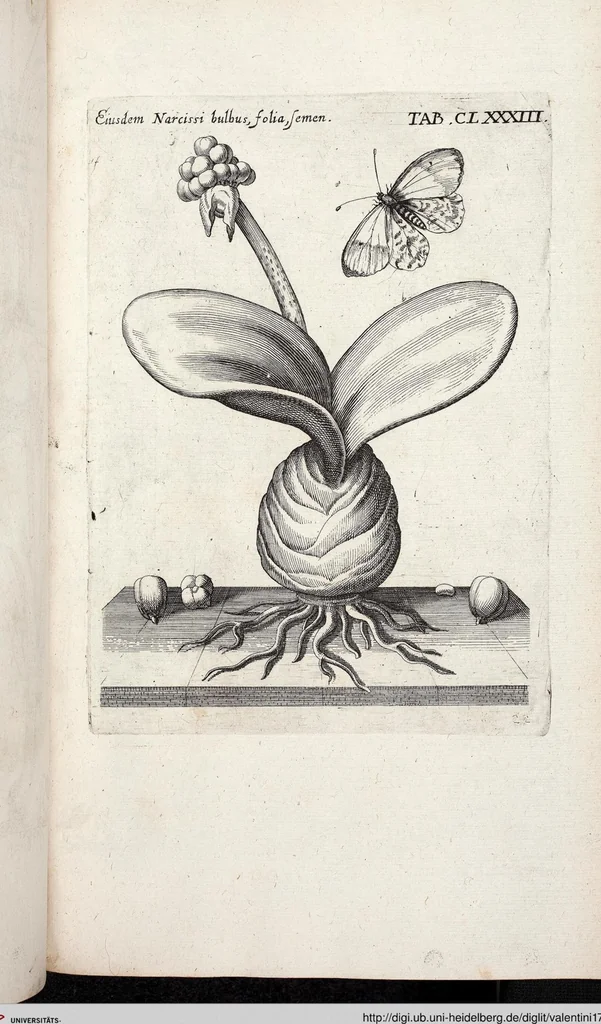 An illustration from Viridarium Reformatum, Seu Regnum Vegetabile, Das ist: Neu-eingerichtetes und Vollständiges Kräuter-Buch: Worinnen auff noch nicht geschehene Weise Derer Vegetabilien, als Kräutern, Sträuchen, Bäumen, Bluhmen und anderer Erd-Gewachsen Art, Krafft und Würckung dergestalt beschrieben werden, daß man dieses Werck statt einer Botanischen Bibliothec haben ... kan, 1719, leaf 819