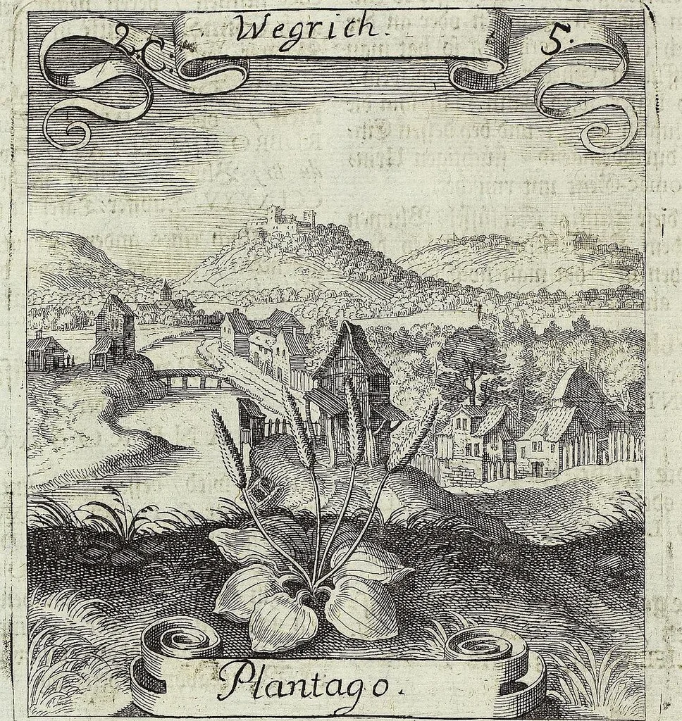 An illustration from Viridarium Reformatum, Seu Regnum Vegetabile, Das ist: Neu-eingerichtetes und Vollständiges Kräuter-Buch: Worinnen auff noch nicht geschehene Weise Derer Vegetabilien, als Kräutern, Sträuchen, Bäumen, Bluhmen und anderer Erd-Gewachsen Art, Krafft und Würckung dergestalt beschrieben werden, daß man dieses Werck statt einer Botanischen Bibliothec haben ... kan, 1719, leaf 82