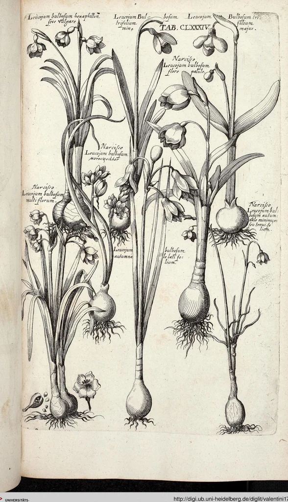 An illustration from Viridarium Reformatum, Seu Regnum Vegetabile, Das ist: Neu-eingerichtetes und Vollständiges Kräuter-Buch: Worinnen auff noch nicht geschehene Weise Derer Vegetabilien, als Kräutern, Sträuchen, Bäumen, Bluhmen und anderer Erd-Gewachsen Art, Krafft und Würckung dergestalt beschrieben werden, daß man dieses Werck statt einer Botanischen Bibliothec haben ... kan, 1719, leaf 820