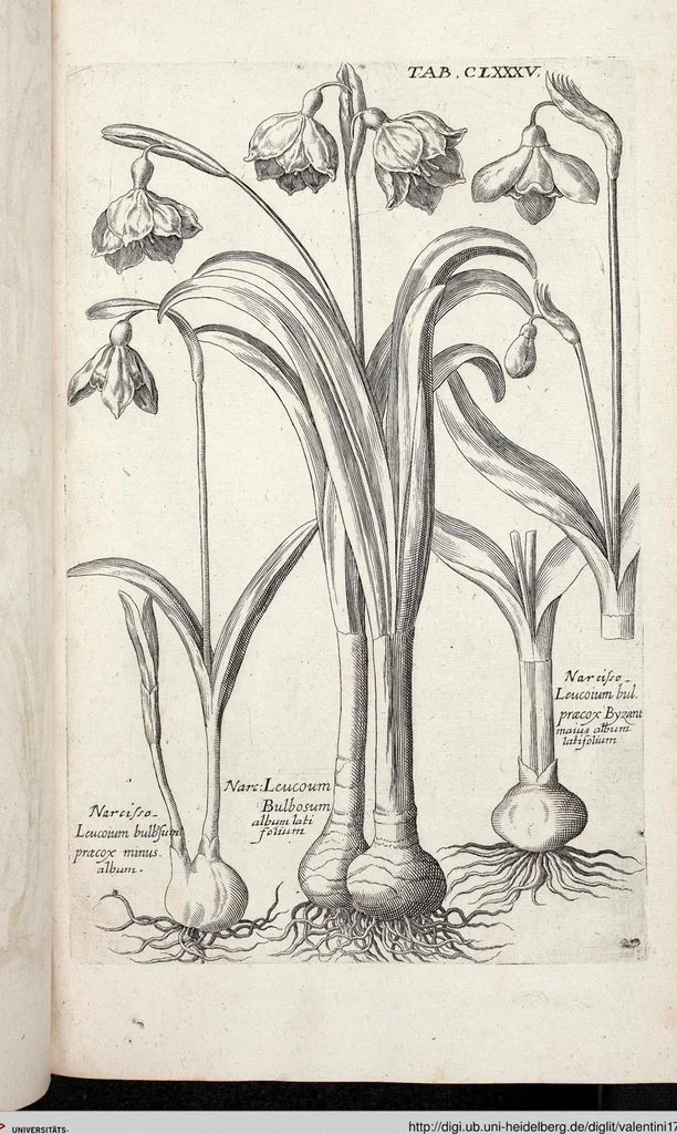An illustration from Viridarium Reformatum, Seu Regnum Vegetabile, Das ist: Neu-eingerichtetes und Vollständiges Kräuter-Buch: Worinnen auff noch nicht geschehene Weise Derer Vegetabilien, als Kräutern, Sträuchen, Bäumen, Bluhmen und anderer Erd-Gewachsen Art, Krafft und Würckung dergestalt beschrieben werden, daß man dieses Werck statt einer Botanischen Bibliothec haben ... kan, 1719, leaf 821