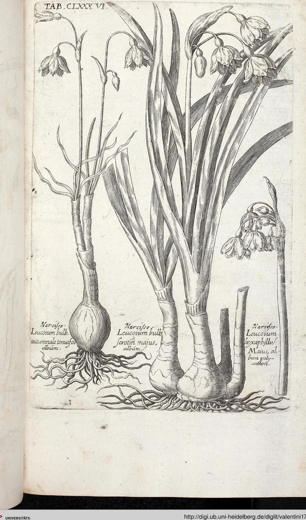 An illustration from Viridarium Reformatum, Seu Regnum Vegetabile, Das ist: Neu-eingerichtetes und Vollständiges Kräuter-Buch: Worinnen auff noch nicht geschehene Weise Derer Vegetabilien, als Kräutern, Sträuchen, Bäumen, Bluhmen und anderer Erd-Gewachsen Art, Krafft und Würckung dergestalt beschrieben werden, daß man dieses Werck statt einer Botanischen Bibliothec haben ... kan, 1719, leaf 822