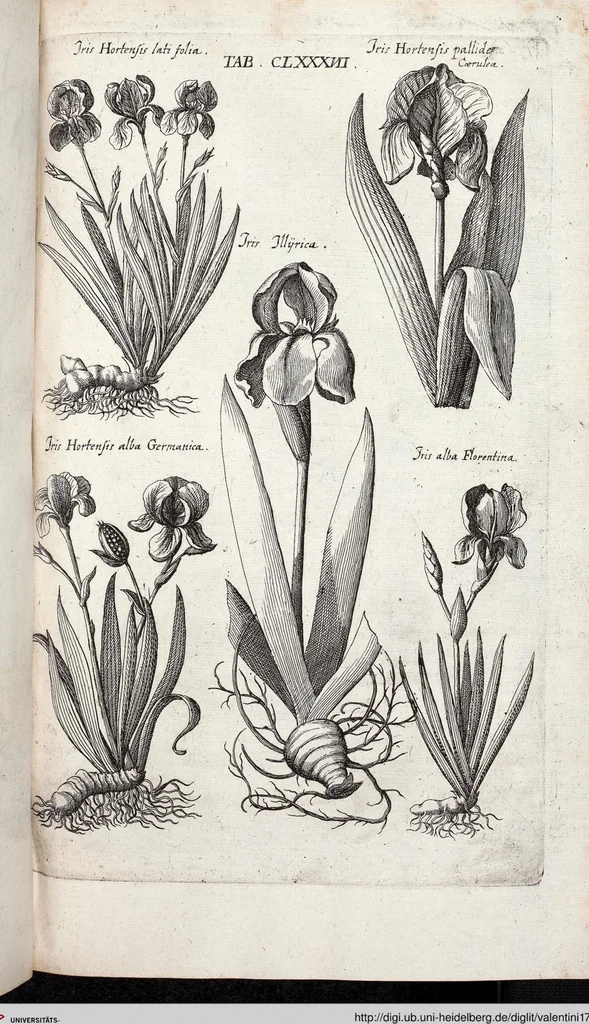 An illustration from Viridarium Reformatum, Seu Regnum Vegetabile, Das ist: Neu-eingerichtetes und Vollständiges Kräuter-Buch: Worinnen auff noch nicht geschehene Weise Derer Vegetabilien, als Kräutern, Sträuchen, Bäumen, Bluhmen und anderer Erd-Gewachsen Art, Krafft und Würckung dergestalt beschrieben werden, daß man dieses Werck statt einer Botanischen Bibliothec haben ... kan, 1719, leaf 823