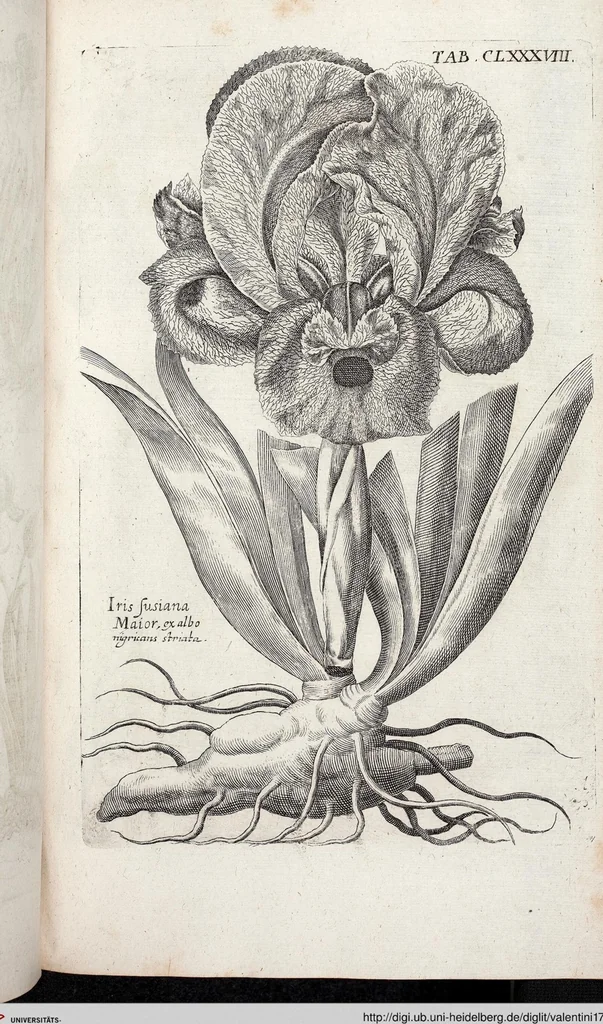An illustration from Viridarium Reformatum, Seu Regnum Vegetabile, Das ist: Neu-eingerichtetes und Vollständiges Kräuter-Buch: Worinnen auff noch nicht geschehene Weise Derer Vegetabilien, als Kräutern, Sträuchen, Bäumen, Bluhmen und anderer Erd-Gewachsen Art, Krafft und Würckung dergestalt beschrieben werden, daß man dieses Werck statt einer Botanischen Bibliothec haben ... kan, 1719, leaf 824