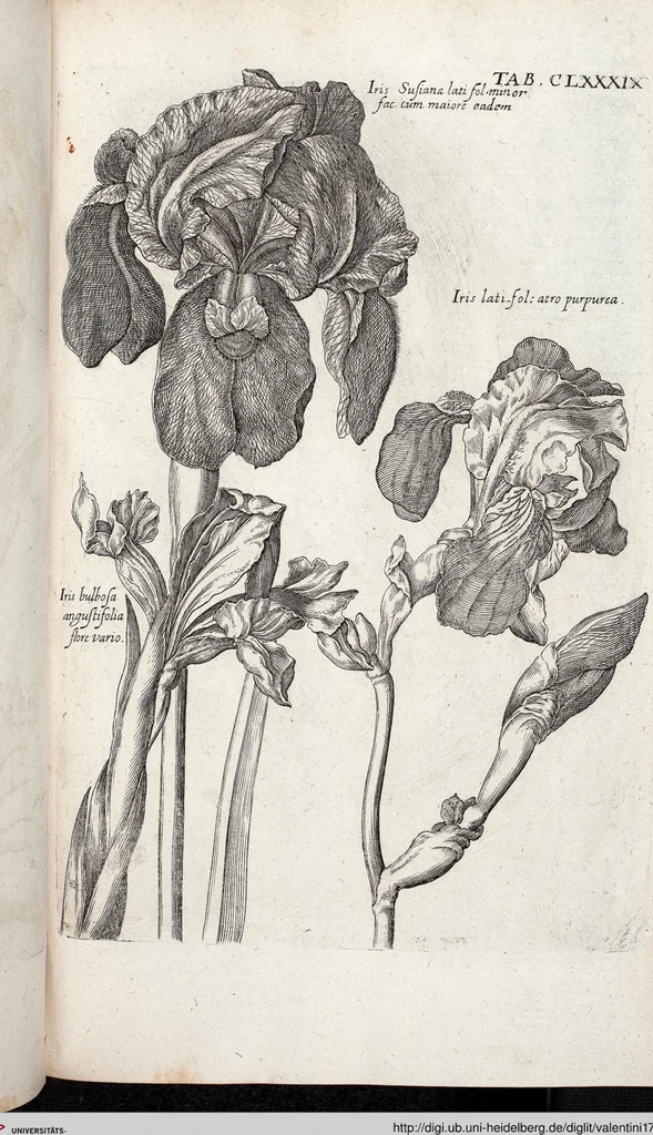 An illustration from Viridarium Reformatum, Seu Regnum Vegetabile, Das ist: Neu-eingerichtetes und Vollständiges Kräuter-Buch: Worinnen auff noch nicht geschehene Weise Derer Vegetabilien, als Kräutern, Sträuchen, Bäumen, Bluhmen und anderer Erd-Gewachsen Art, Krafft und Würckung dergestalt beschrieben werden, daß man dieses Werck statt einer Botanischen Bibliothec haben ... kan, 1719, leaf 825