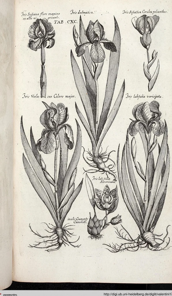 An illustration from Viridarium Reformatum, Seu Regnum Vegetabile, Das ist: Neu-eingerichtetes und Vollständiges Kräuter-Buch: Worinnen auff noch nicht geschehene Weise Derer Vegetabilien, als Kräutern, Sträuchen, Bäumen, Bluhmen und anderer Erd-Gewachsen Art, Krafft und Würckung dergestalt beschrieben werden, daß man dieses Werck statt einer Botanischen Bibliothec haben ... kan, 1719, leaf 826