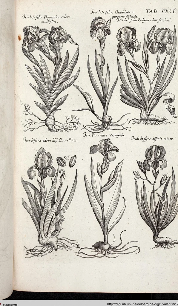 An illustration from Viridarium Reformatum, Seu Regnum Vegetabile, Das ist: Neu-eingerichtetes und Vollständiges Kräuter-Buch: Worinnen auff noch nicht geschehene Weise Derer Vegetabilien, als Kräutern, Sträuchen, Bäumen, Bluhmen und anderer Erd-Gewachsen Art, Krafft und Würckung dergestalt beschrieben werden, daß man dieses Werck statt einer Botanischen Bibliothec haben ... kan, 1719, leaf 827