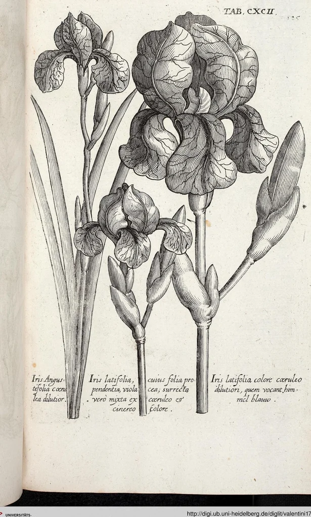 An illustration from Viridarium Reformatum, Seu Regnum Vegetabile, Das ist: Neu-eingerichtetes und Vollständiges Kräuter-Buch: Worinnen auff noch nicht geschehene Weise Derer Vegetabilien, als Kräutern, Sträuchen, Bäumen, Bluhmen und anderer Erd-Gewachsen Art, Krafft und Würckung dergestalt beschrieben werden, daß man dieses Werck statt einer Botanischen Bibliothec haben ... kan, 1719, leaf 828