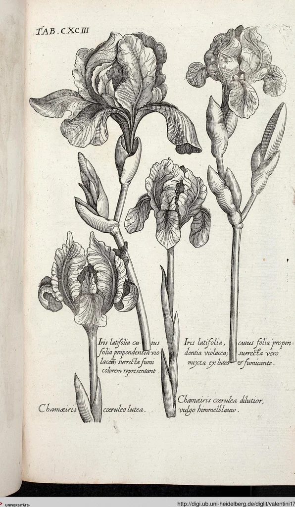 An illustration from Viridarium Reformatum, Seu Regnum Vegetabile, Das ist: Neu-eingerichtetes und Vollständiges Kräuter-Buch: Worinnen auff noch nicht geschehene Weise Derer Vegetabilien, als Kräutern, Sträuchen, Bäumen, Bluhmen und anderer Erd-Gewachsen Art, Krafft und Würckung dergestalt beschrieben werden, daß man dieses Werck statt einer Botanischen Bibliothec haben ... kan, 1719, leaf 829
