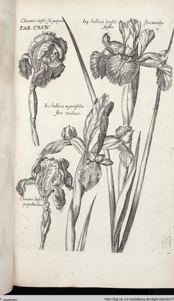An illustration from Viridarium Reformatum, Seu Regnum Vegetabile, Das ist: Neu-eingerichtetes und Vollständiges Kräuter-Buch: Worinnen auff noch nicht geschehene Weise Derer Vegetabilien, als Kräutern, Sträuchen, Bäumen, Bluhmen und anderer Erd-Gewachsen Art, Krafft und Würckung dergestalt beschrieben werden, daß man dieses Werck statt einer Botanischen Bibliothec haben ... kan, 1719, leaf 830
