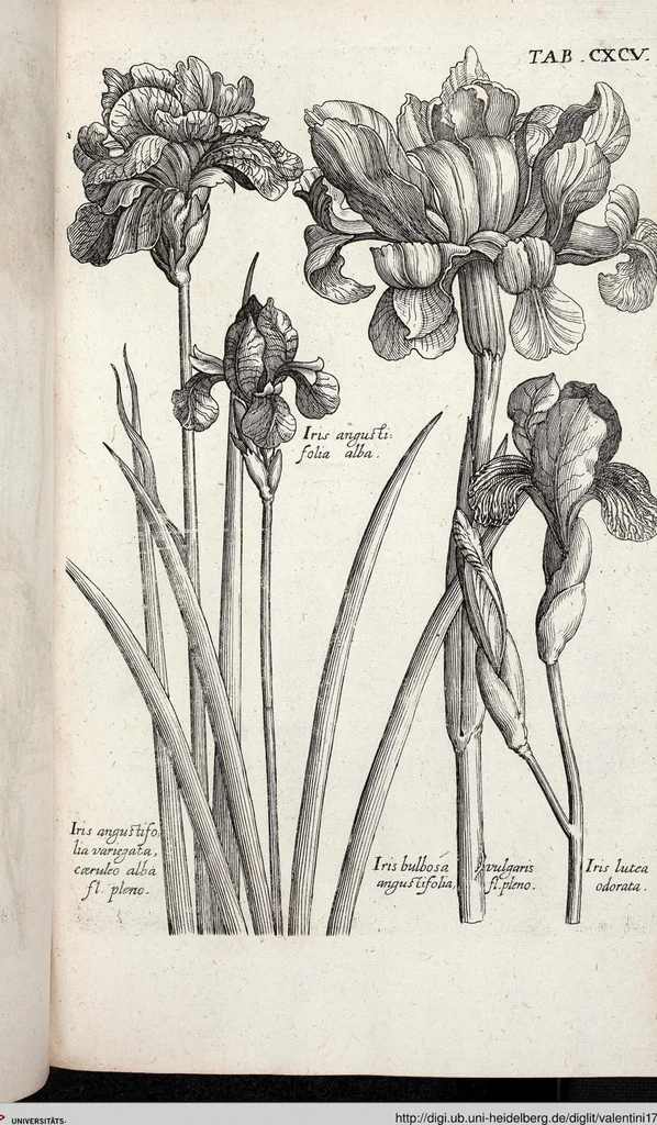 An illustration from Viridarium Reformatum, Seu Regnum Vegetabile, Das ist: Neu-eingerichtetes und Vollständiges Kräuter-Buch: Worinnen auff noch nicht geschehene Weise Derer Vegetabilien, als Kräutern, Sträuchen, Bäumen, Bluhmen und anderer Erd-Gewachsen Art, Krafft und Würckung dergestalt beschrieben werden, daß man dieses Werck statt einer Botanischen Bibliothec haben ... kan, 1719, leaf 831