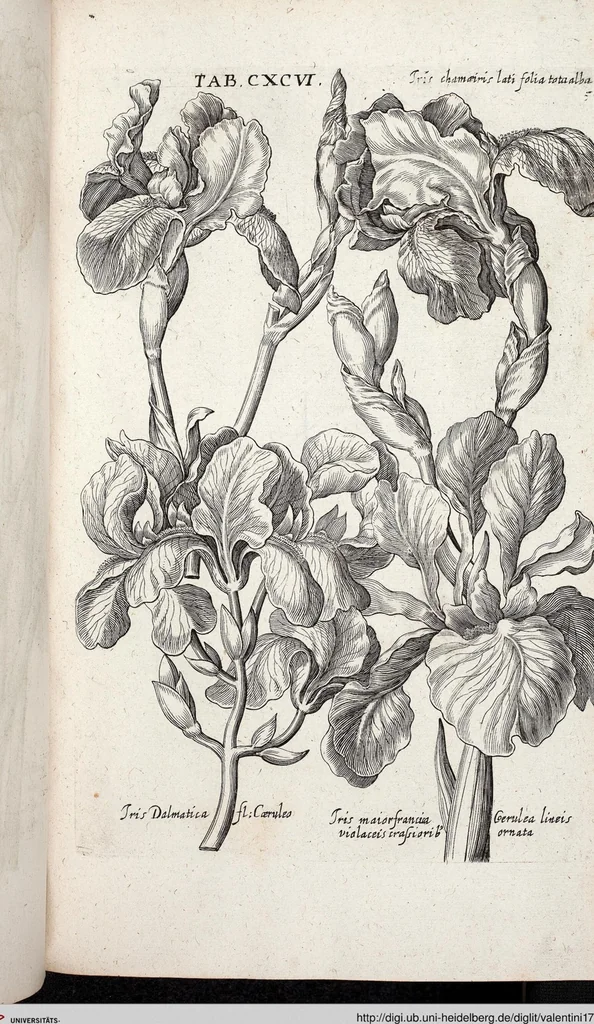 An illustration from Viridarium Reformatum, Seu Regnum Vegetabile, Das ist: Neu-eingerichtetes und Vollständiges Kräuter-Buch: Worinnen auff noch nicht geschehene Weise Derer Vegetabilien, als Kräutern, Sträuchen, Bäumen, Bluhmen und anderer Erd-Gewachsen Art, Krafft und Würckung dergestalt beschrieben werden, daß man dieses Werck statt einer Botanischen Bibliothec haben ... kan, 1719, leaf 832