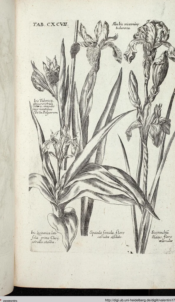 An illustration from Viridarium Reformatum, Seu Regnum Vegetabile, Das ist: Neu-eingerichtetes und Vollständiges Kräuter-Buch: Worinnen auff noch nicht geschehene Weise Derer Vegetabilien, als Kräutern, Sträuchen, Bäumen, Bluhmen und anderer Erd-Gewachsen Art, Krafft und Würckung dergestalt beschrieben werden, daß man dieses Werck statt einer Botanischen Bibliothec haben ... kan, 1719, leaf 833